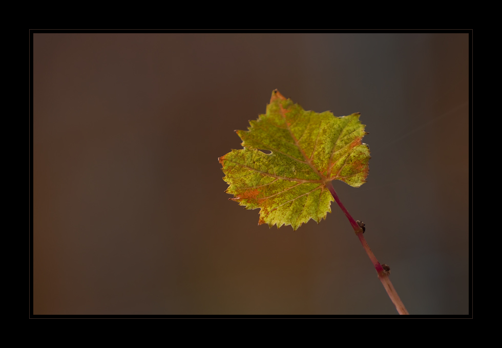 Weinbergblatt