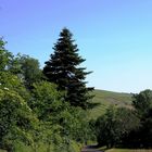 Weinbergblick