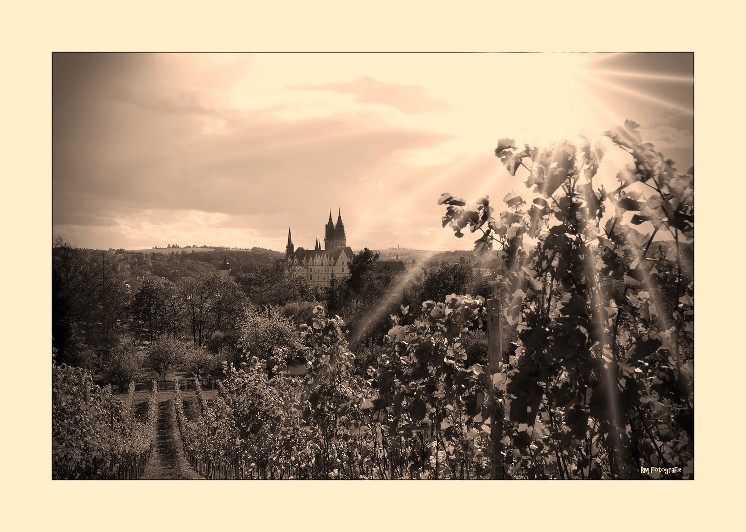 Weinbergblick auf die Albrechtsburg Meissen