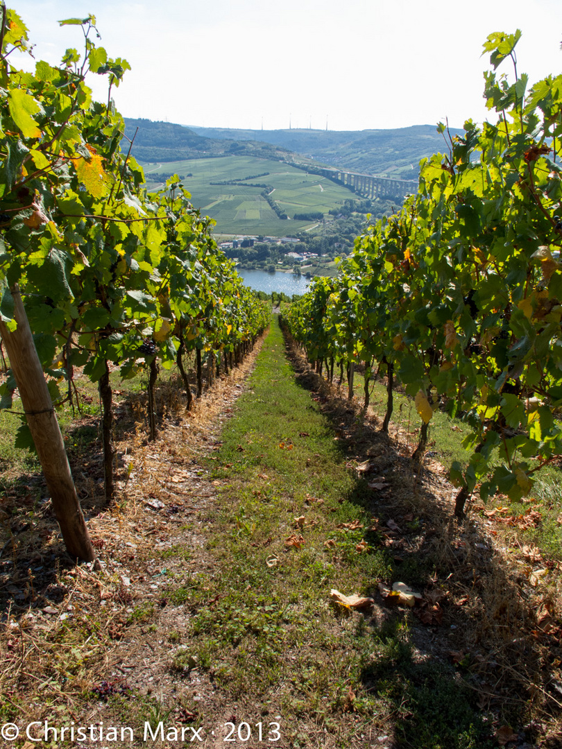 Weinbergblick