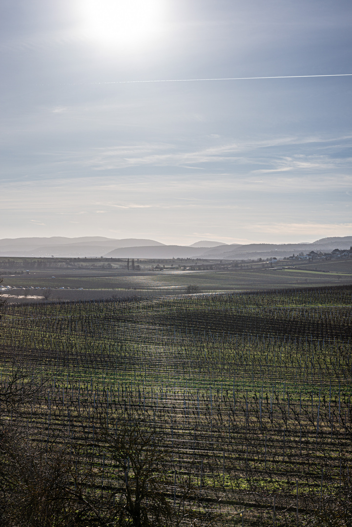 Weinbergblick zum Pfälzer Wald 2