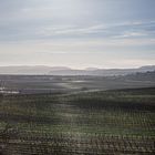 Weinbergblick zum Pfälzer Wald 2