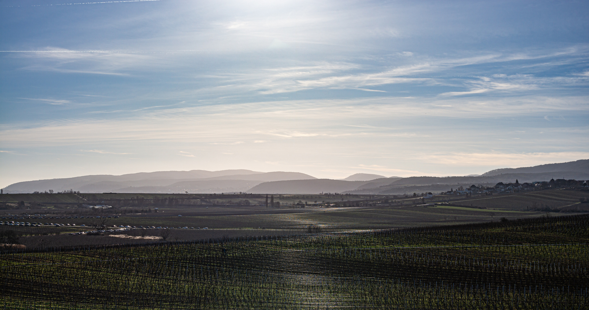 Weinbergblick zum Pfälzer Wald