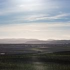 Weinbergblick zum Pfälzer Wald