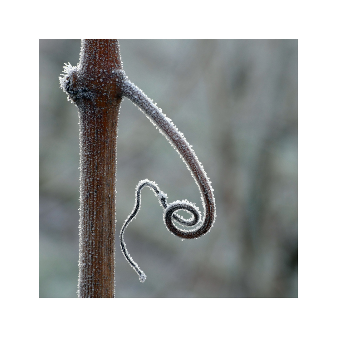 Weinbergdetail im Winter