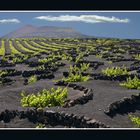 Weinberge