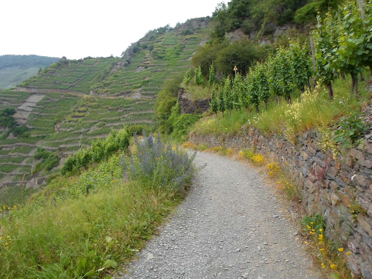 Weinberge