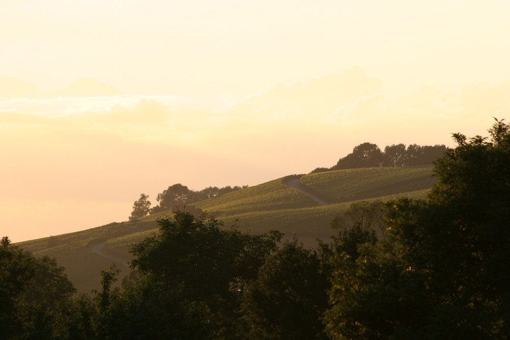 Weinberge