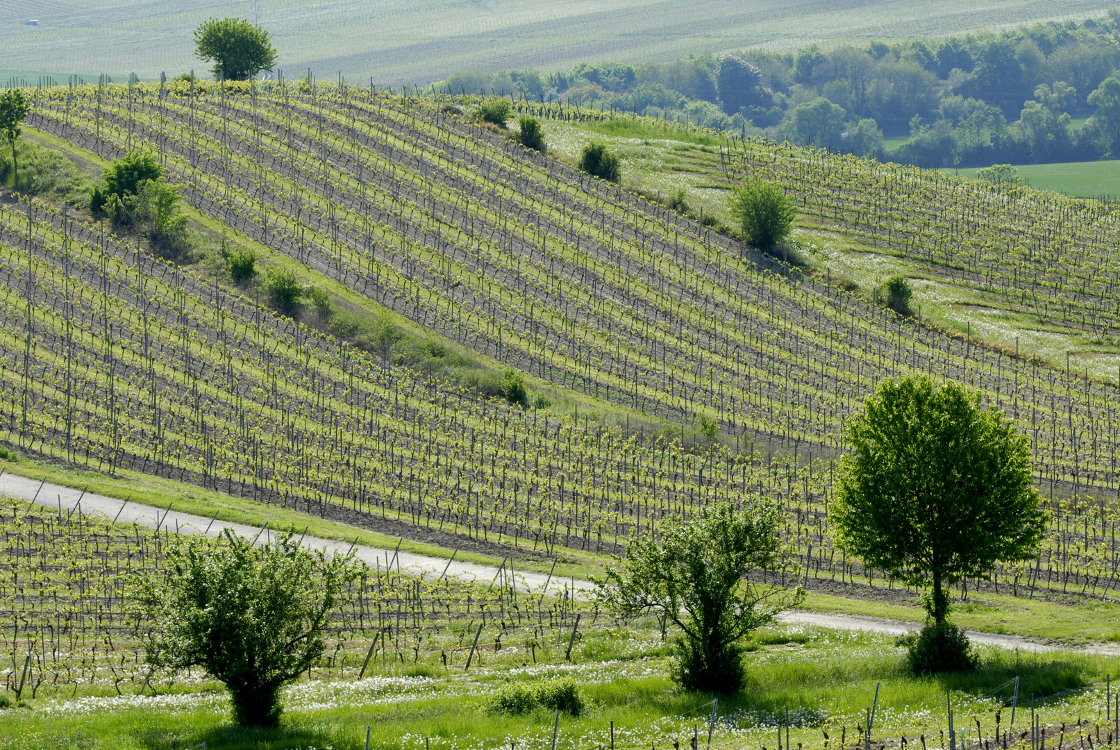 Weinberge