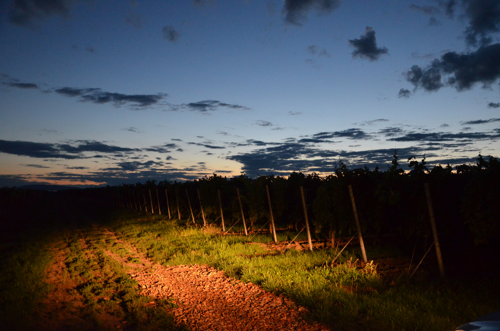 Weinberge