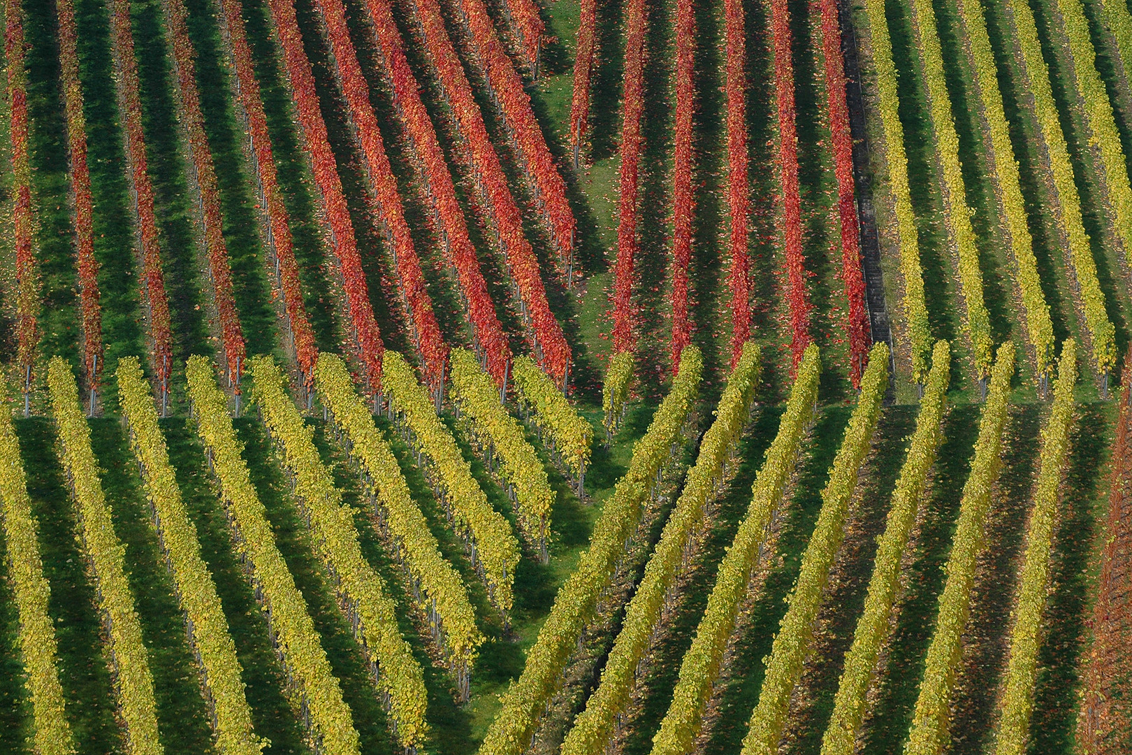 Weinberge 1