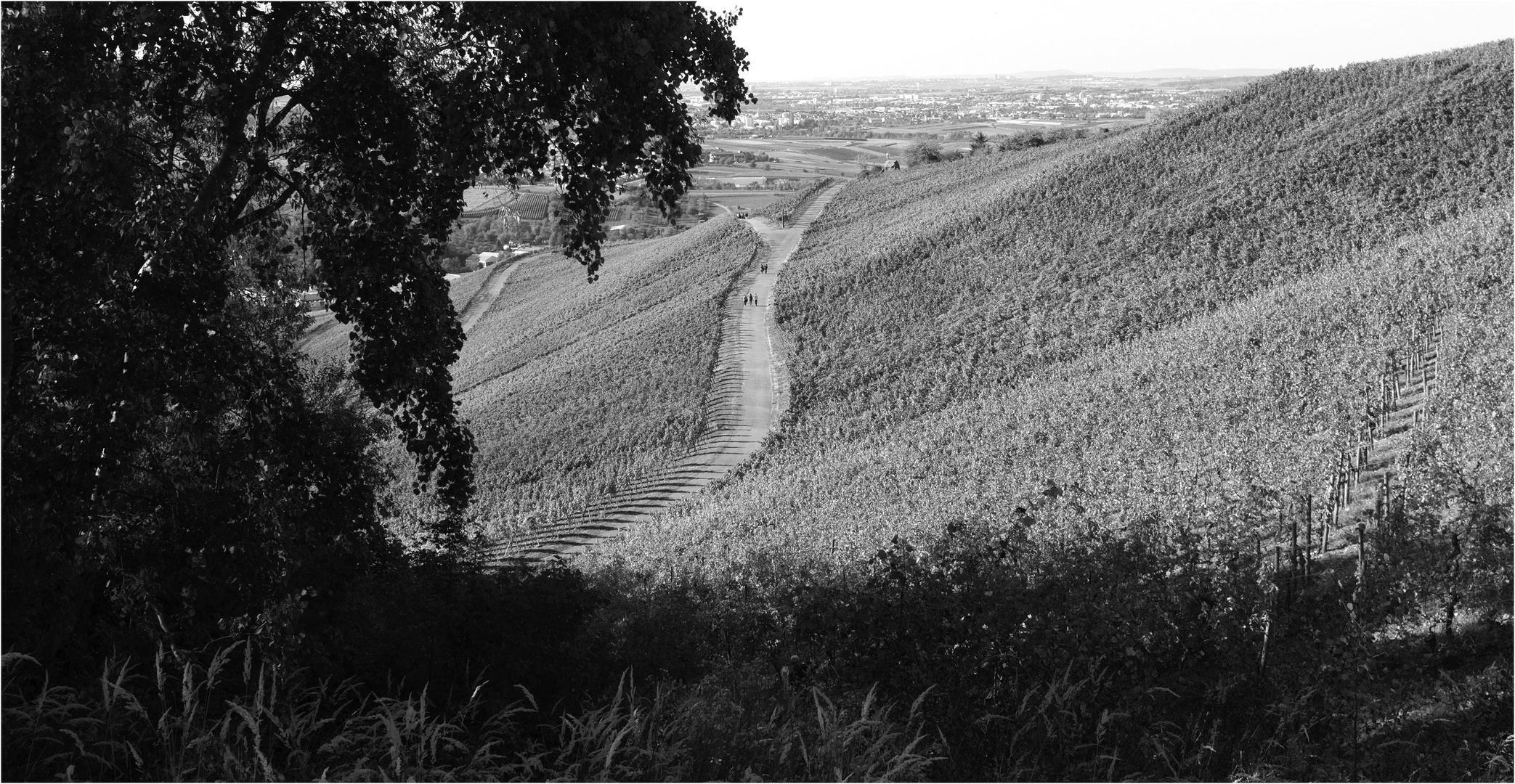 Weinberge 1