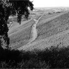 Weinberge 1