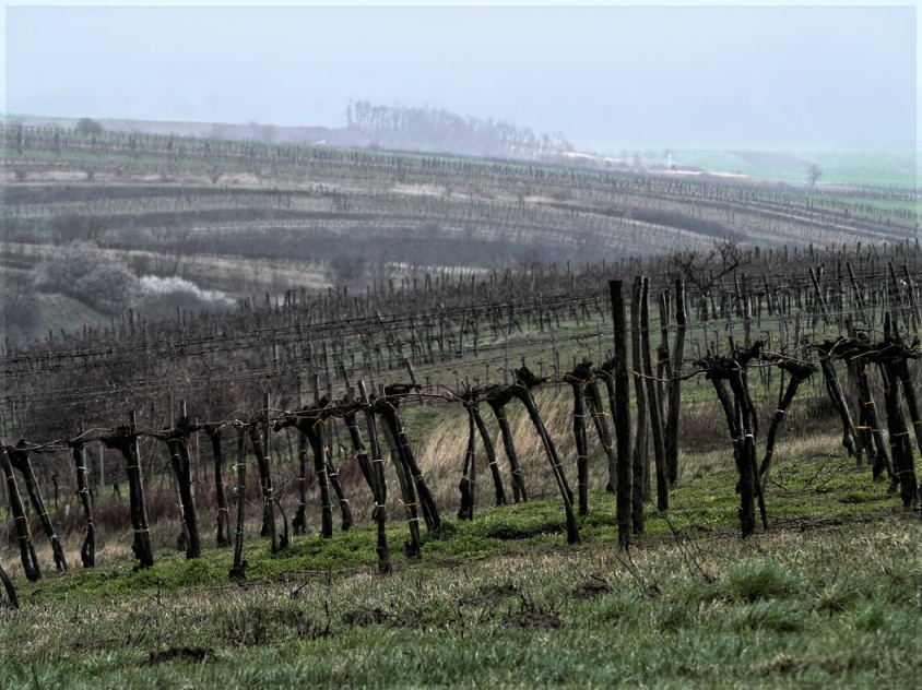 weinberge