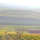 Weinberge