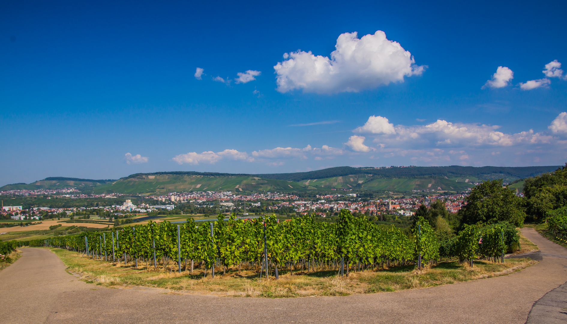 Weinberge