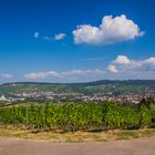 Weinberge