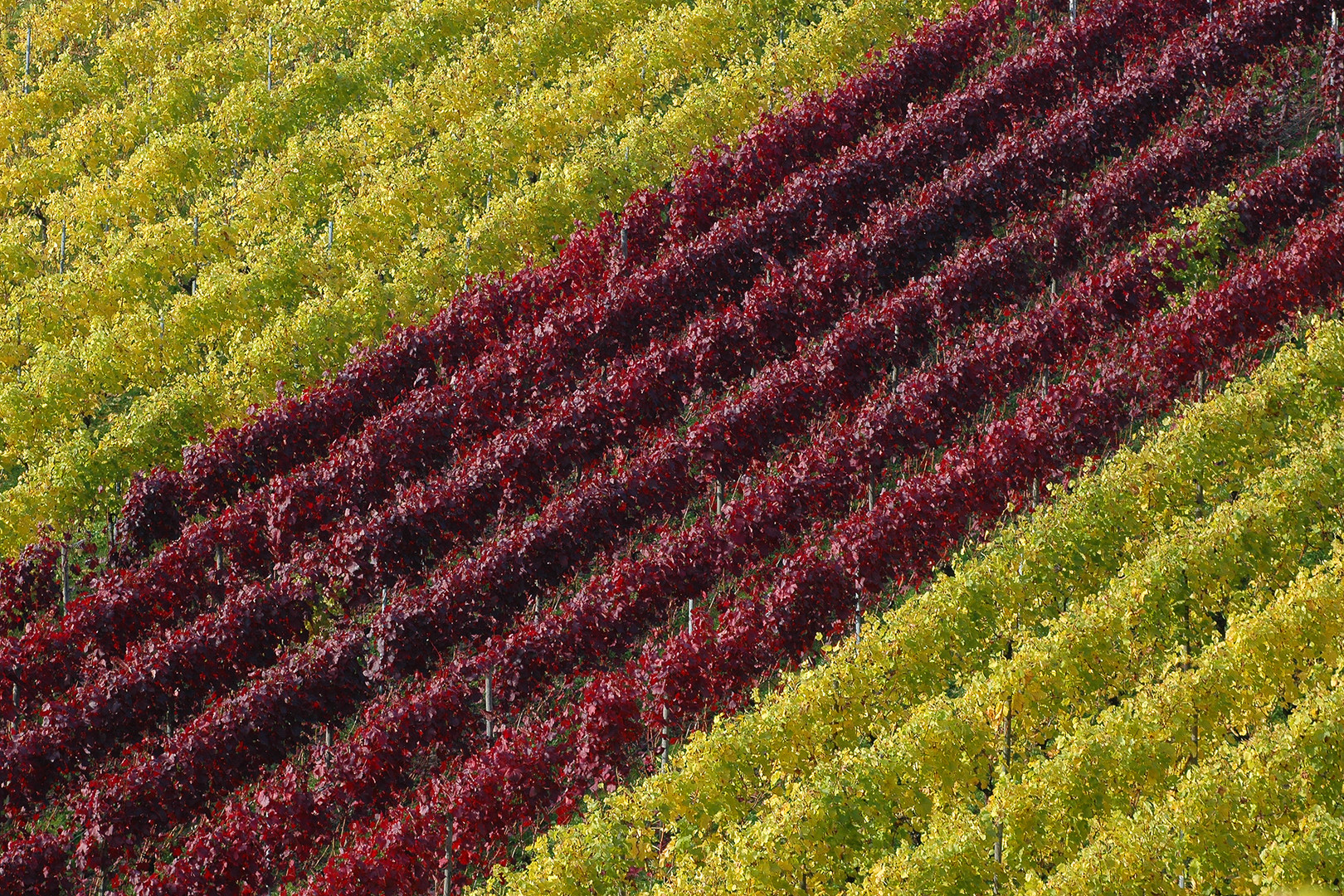 Weinberge 2