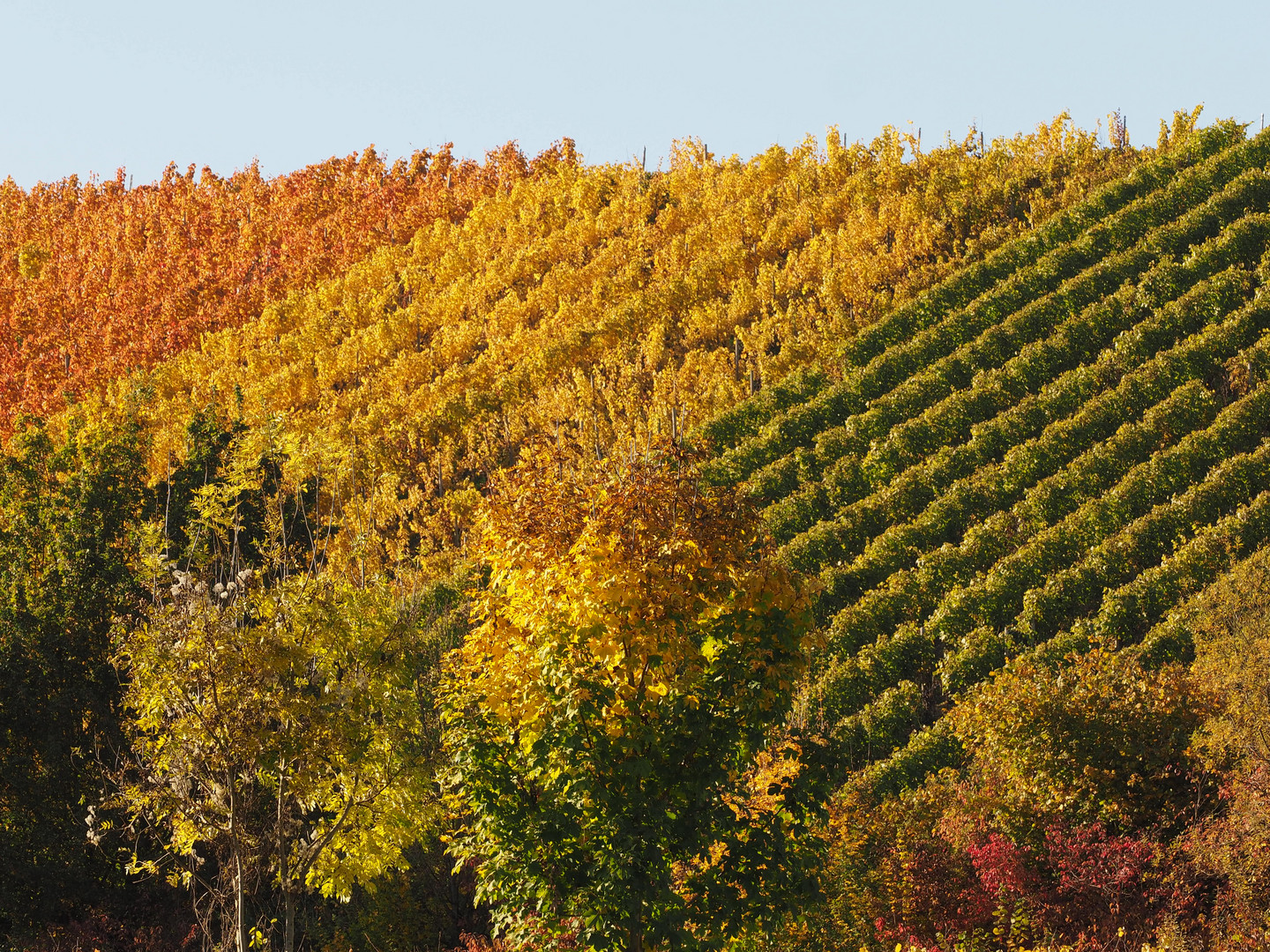 Weinberge 2