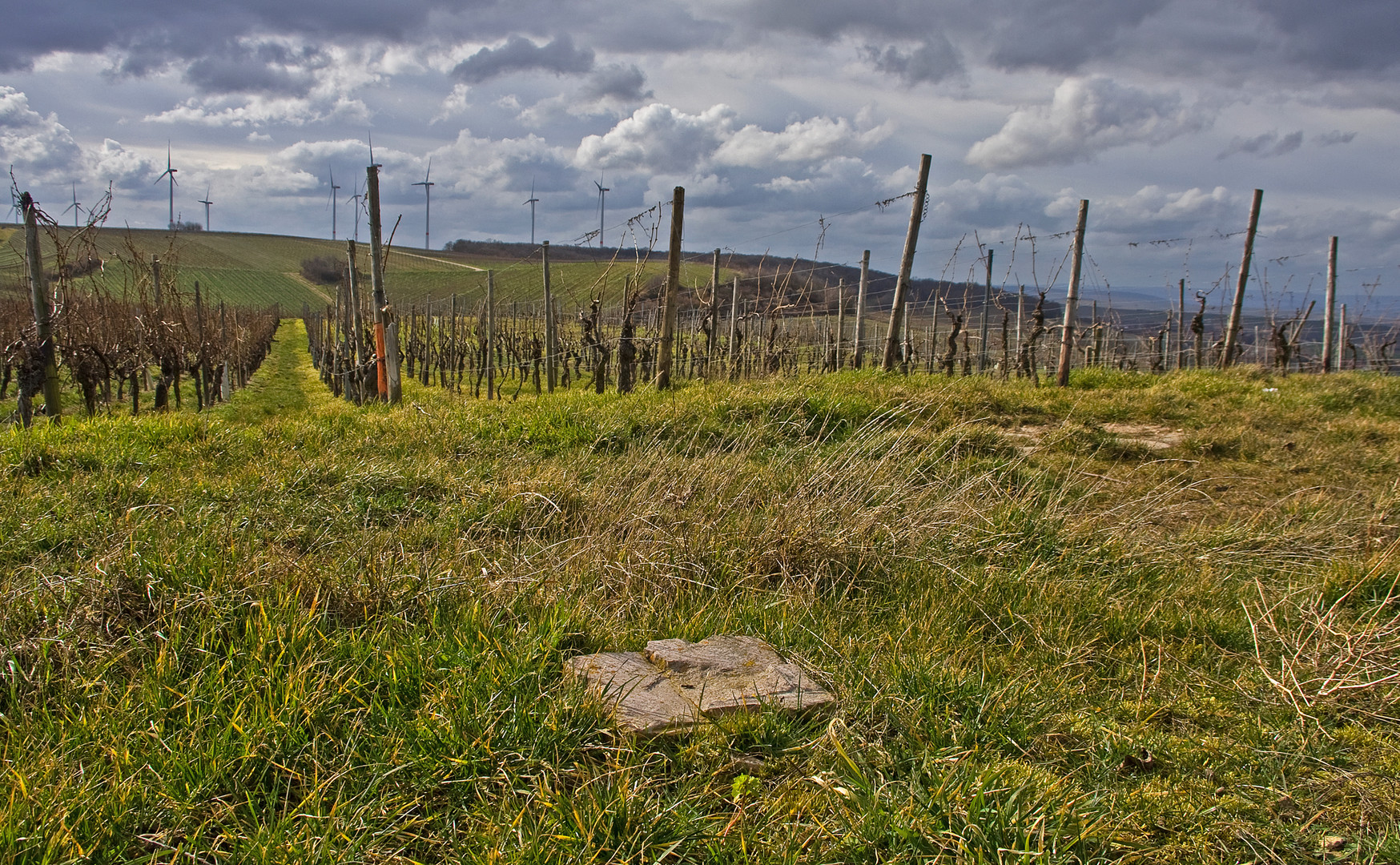 Weinberge 2 Ende Feb. 2014