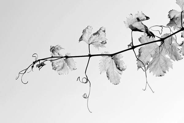 Weinberge 2017 #01 Austrieb