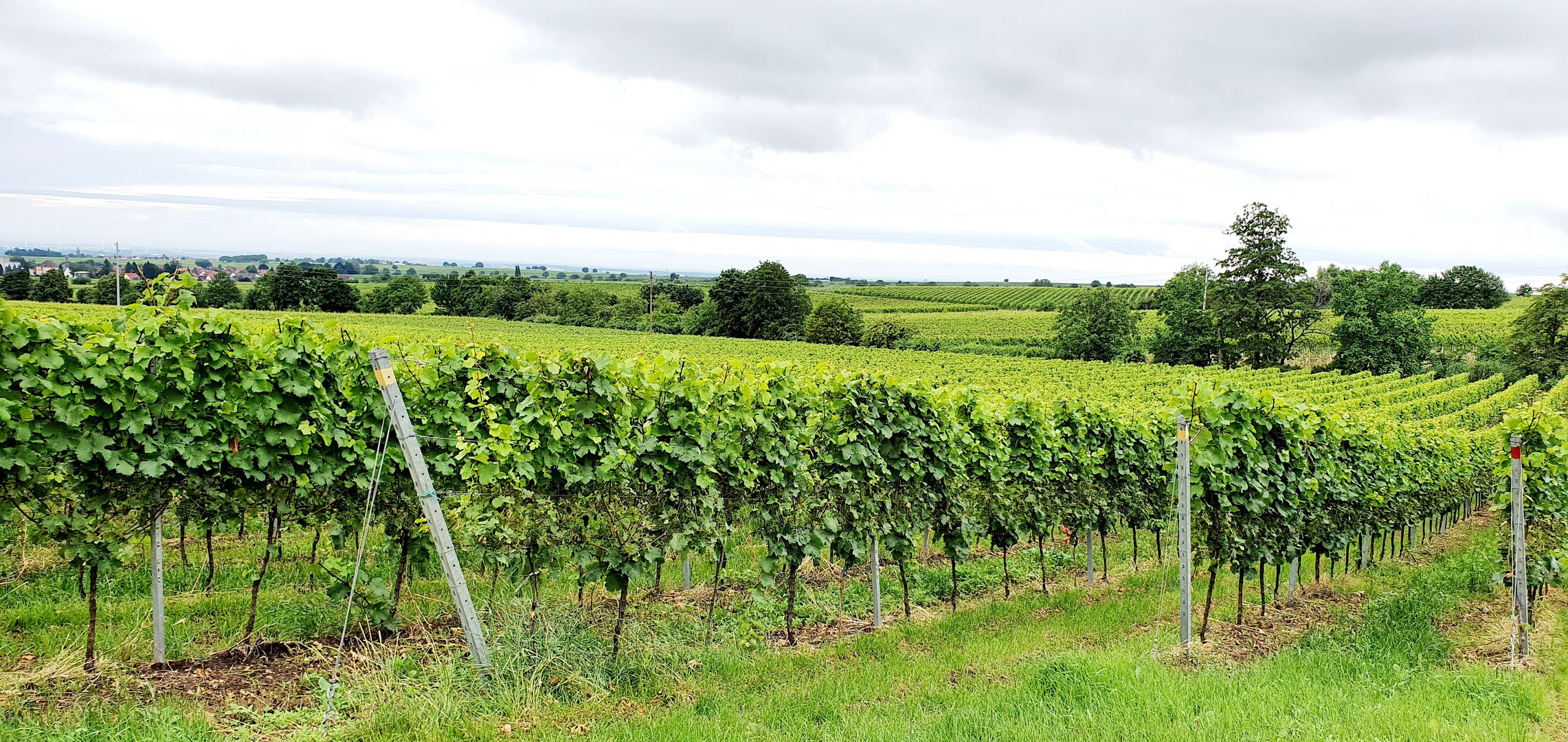 Weinberge