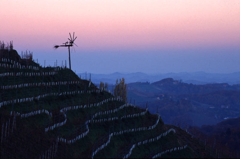 Weinberge