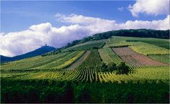 Weinberge