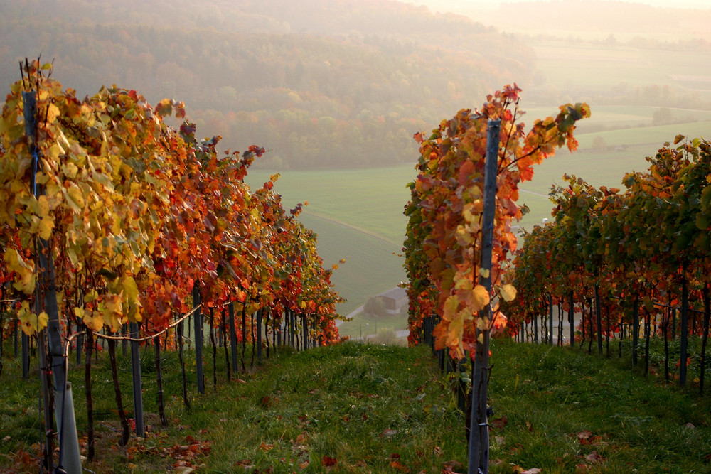 Weinberge by Sidney Rothenburger