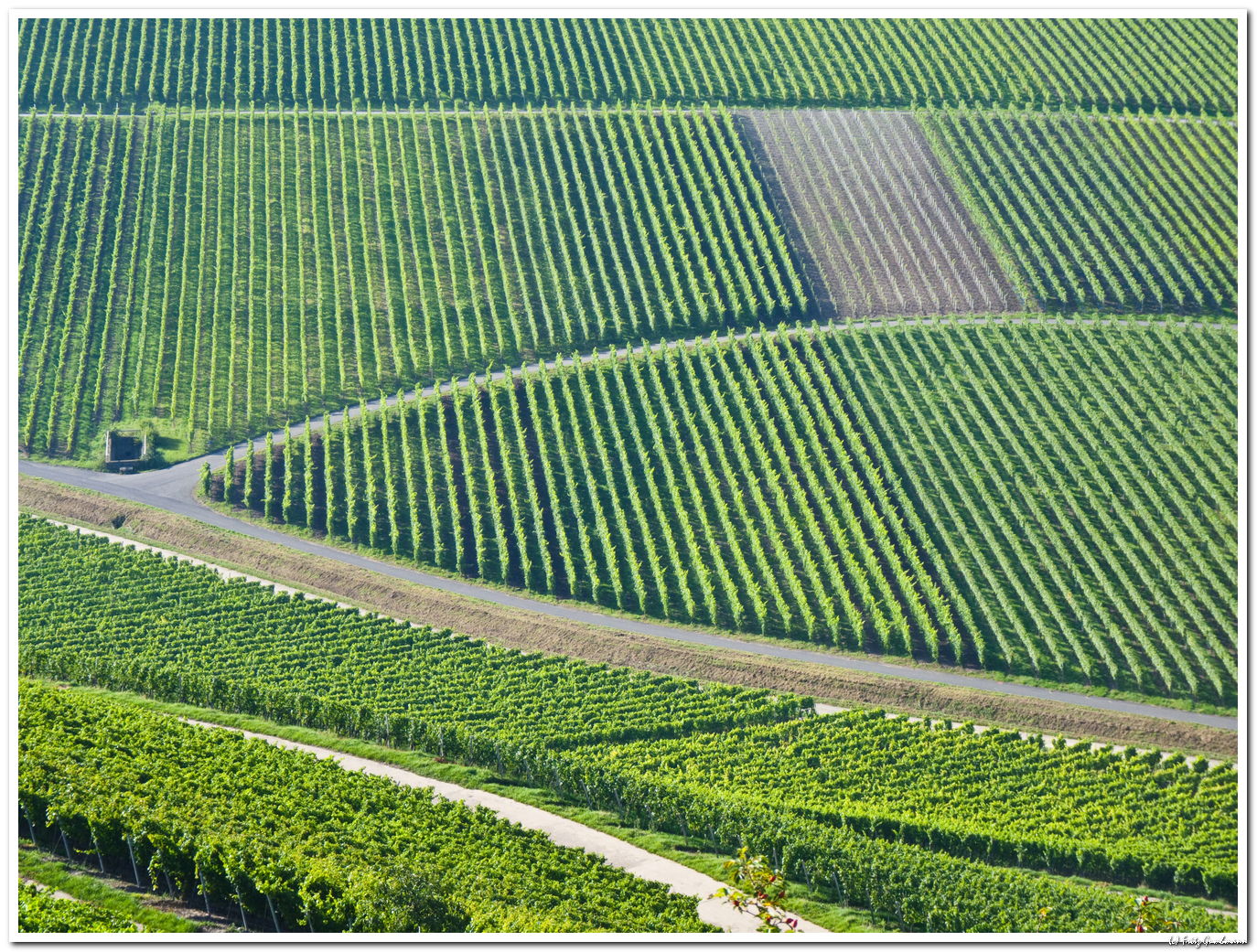 Weinberge 3