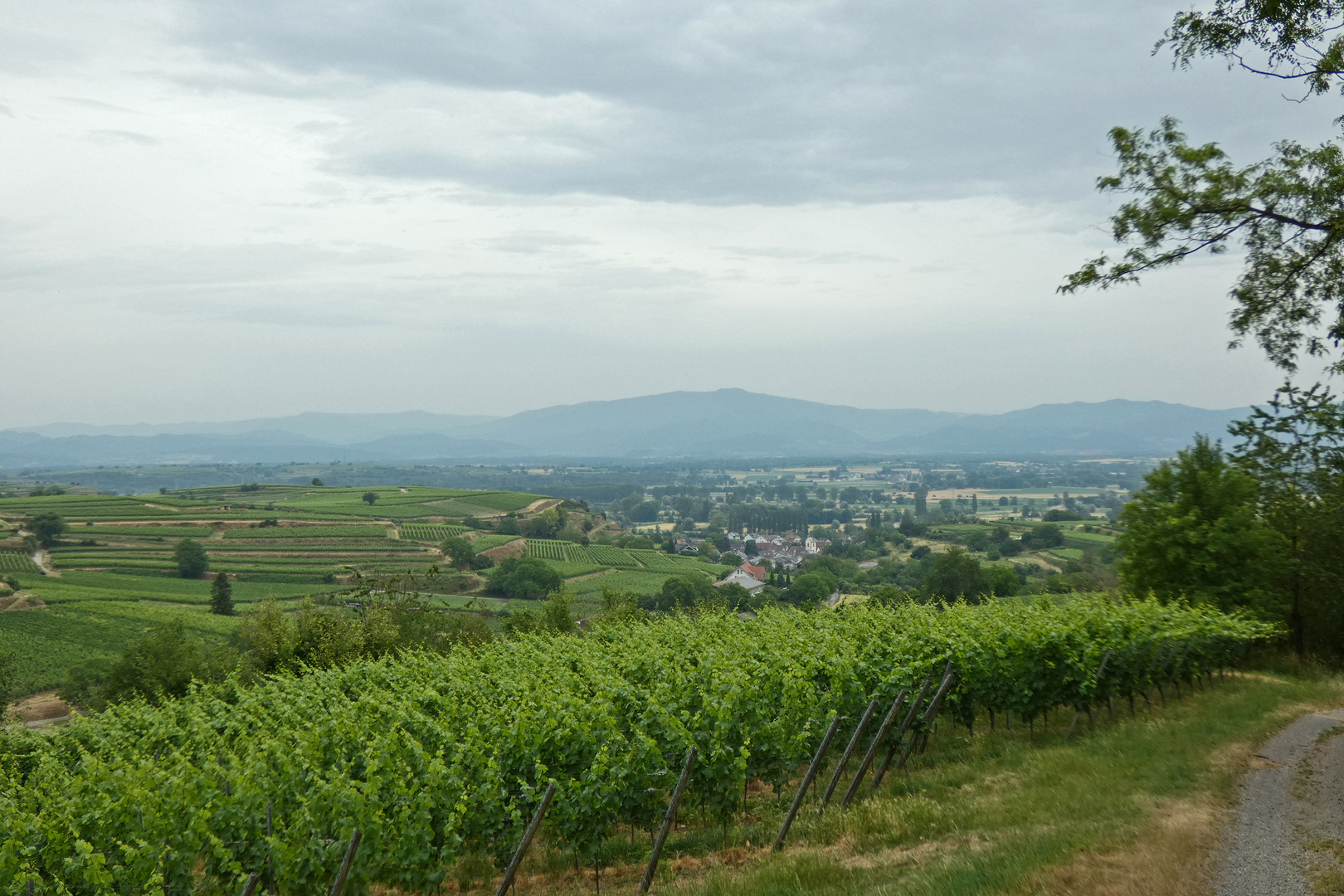 Weinberge