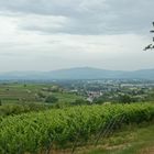 Weinberge