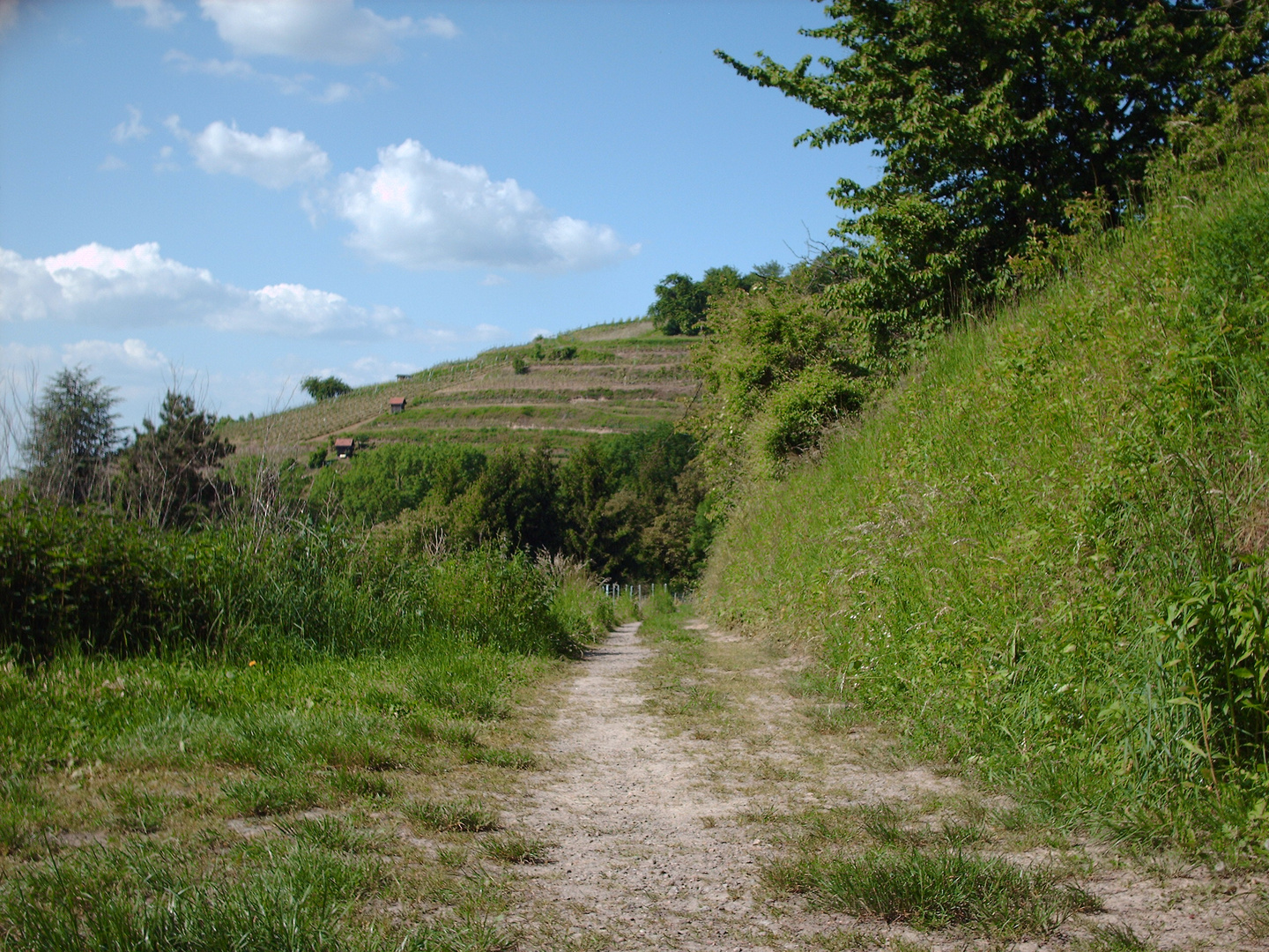 Weinberge