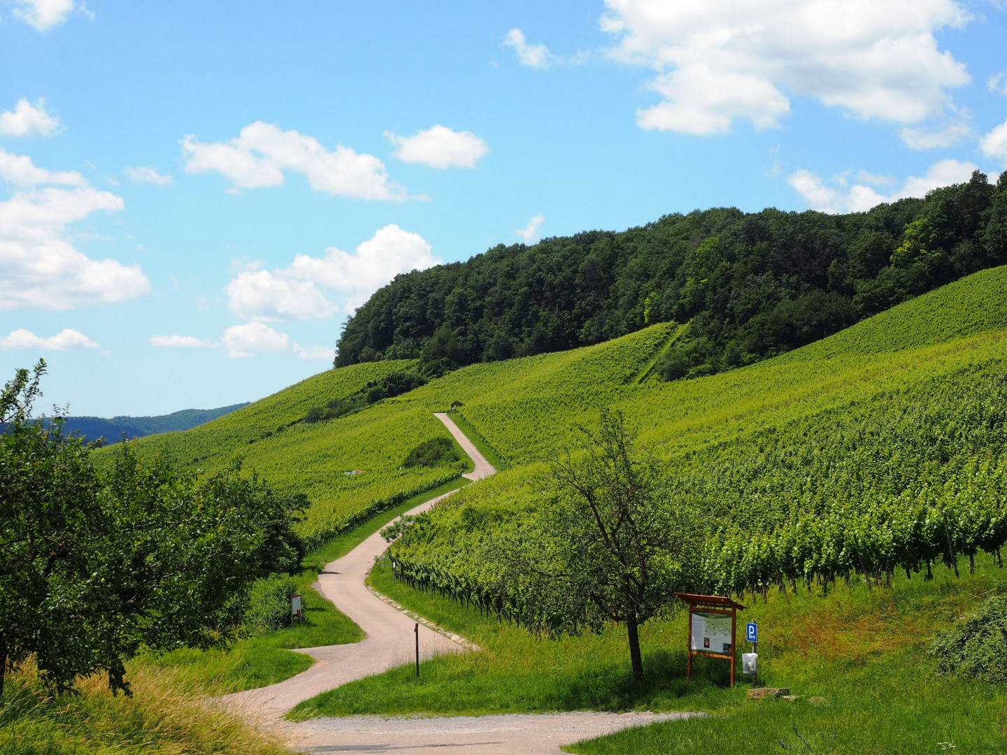 Weinberge