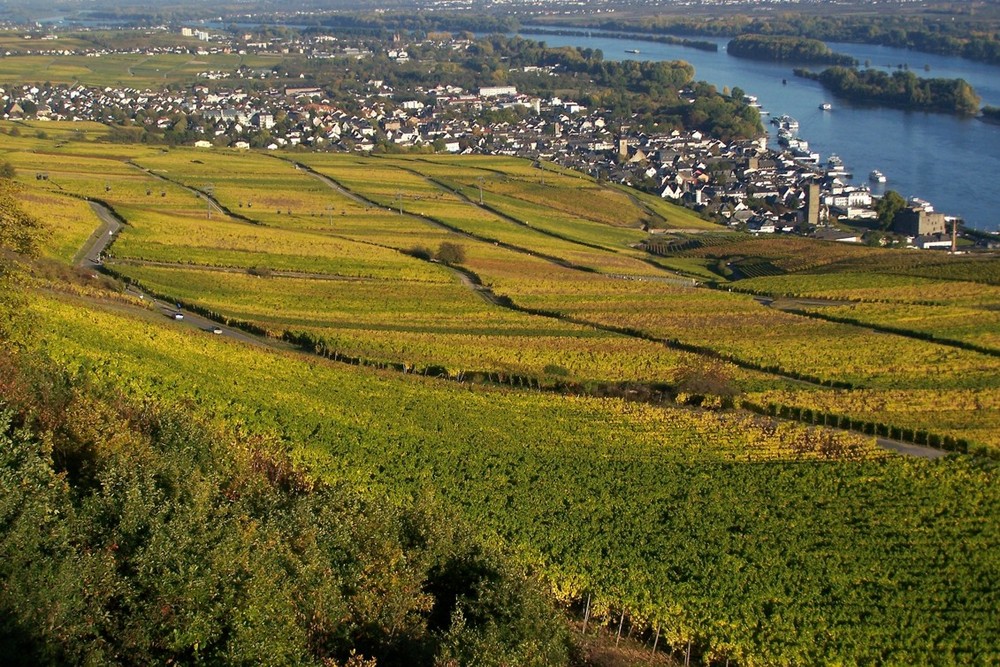 Weinberge