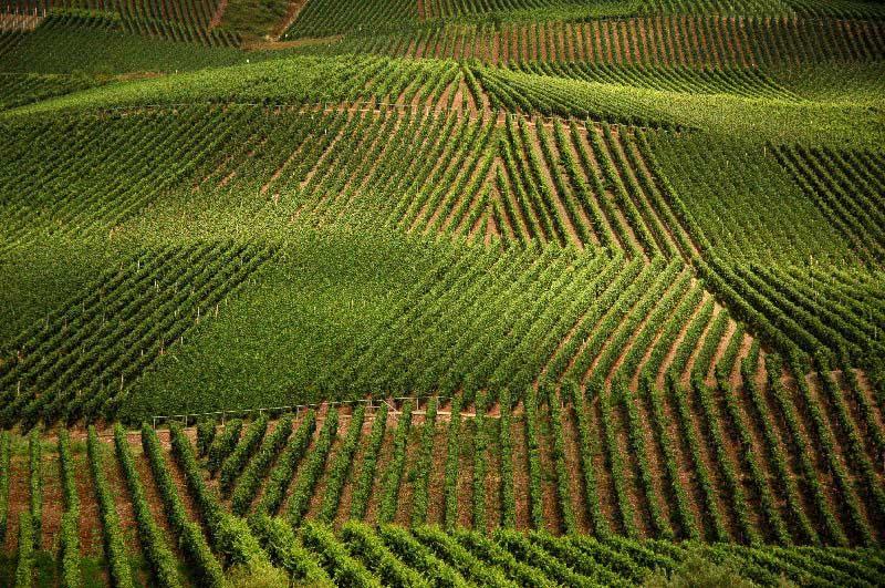 Weinberge