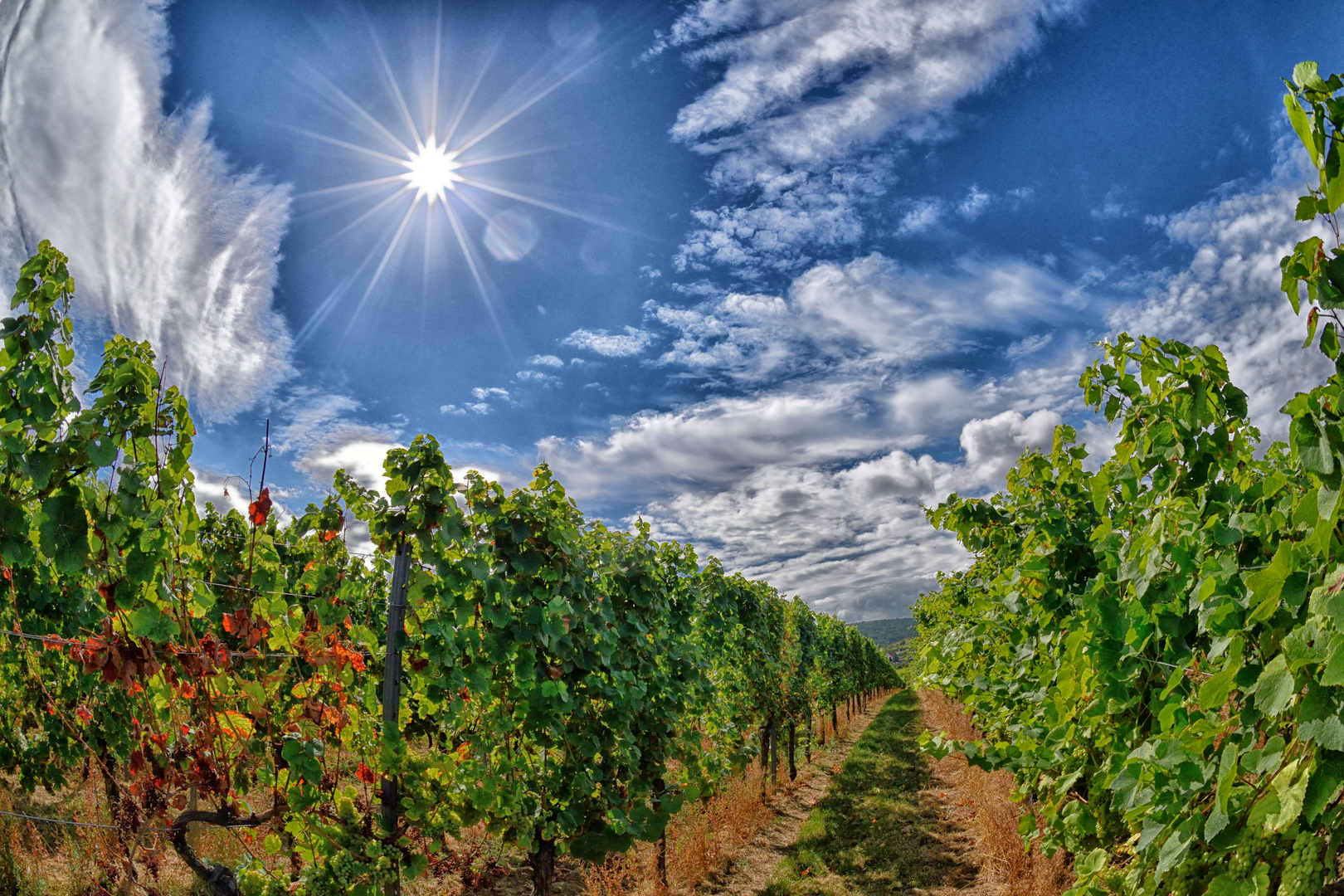 Weinberge