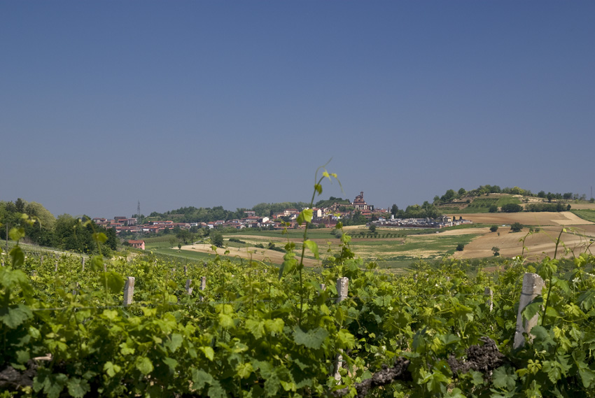 Weinberge