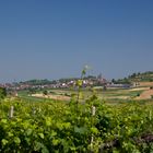 Weinberge