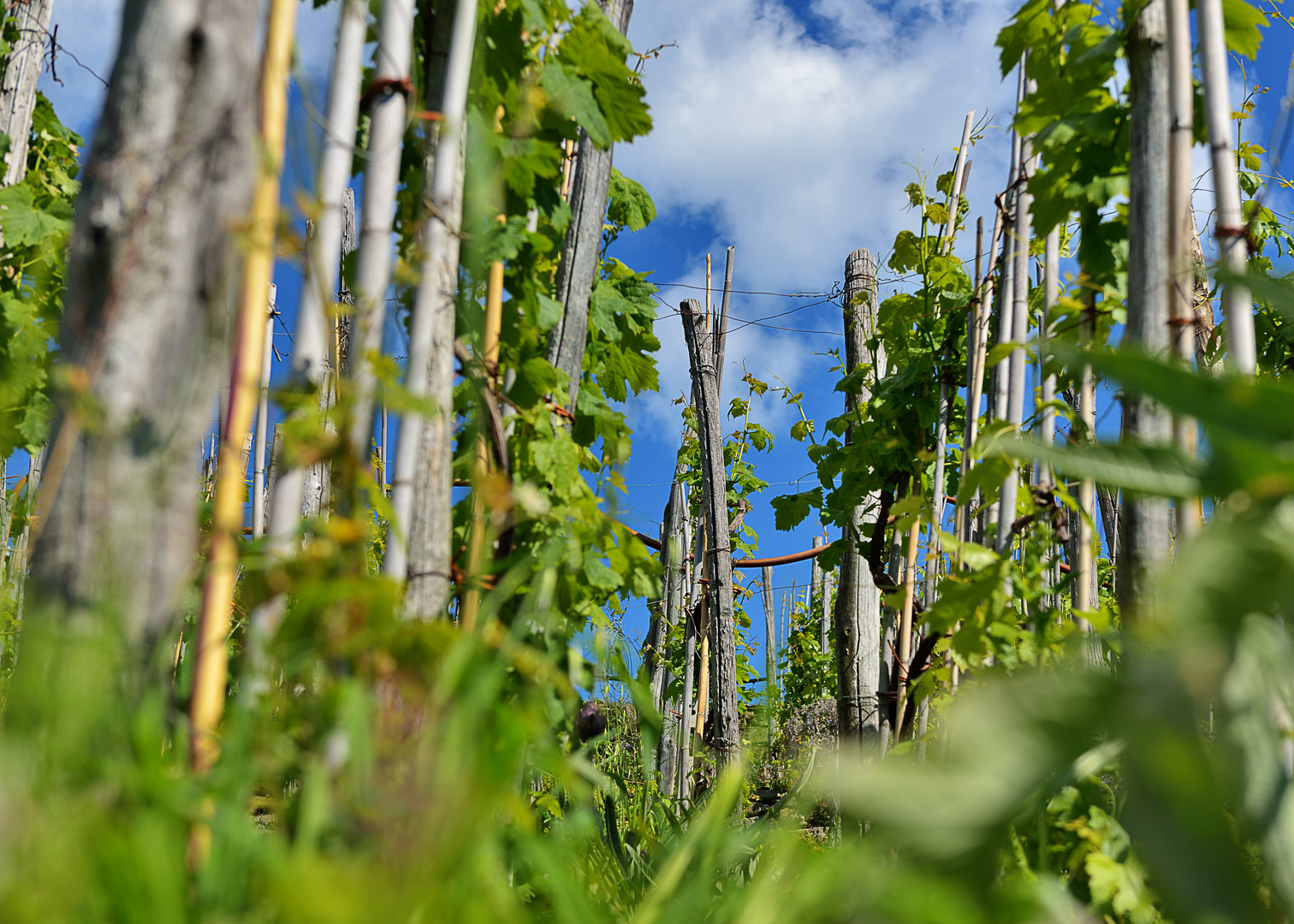 Weinberge