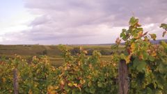 Weinberge