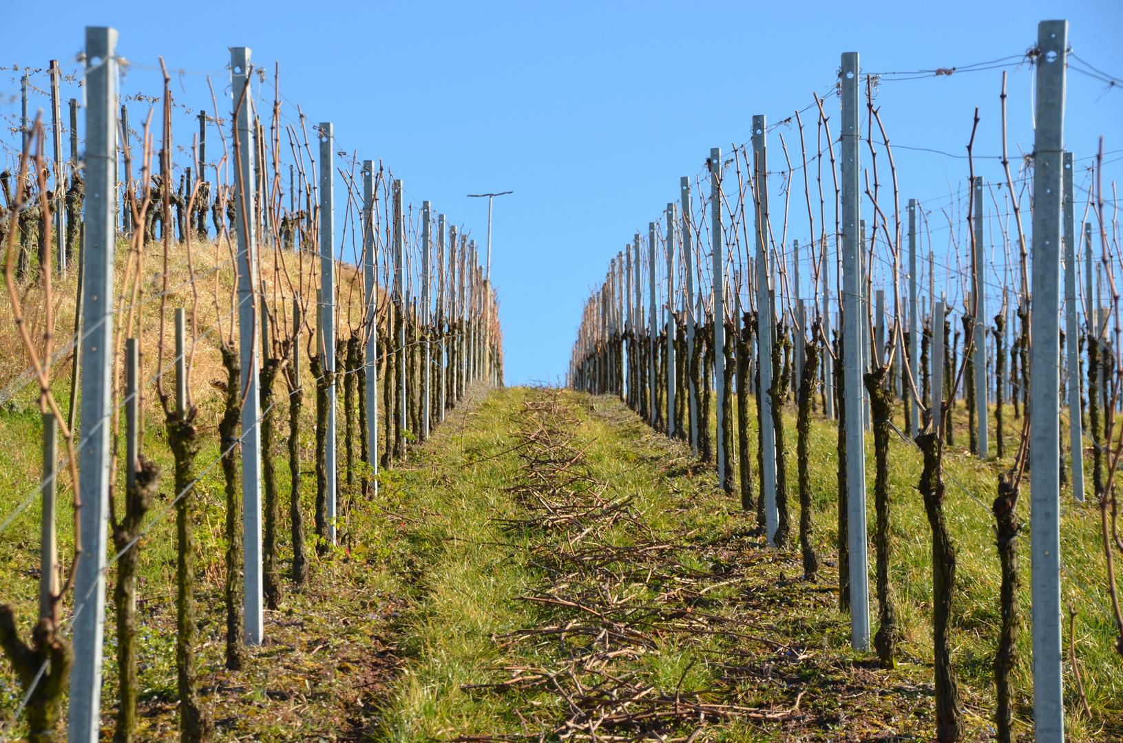 Weinberge