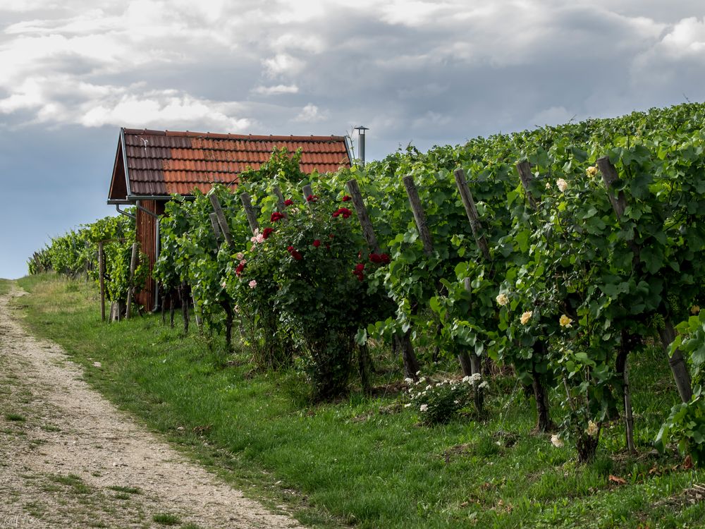 Weinberge