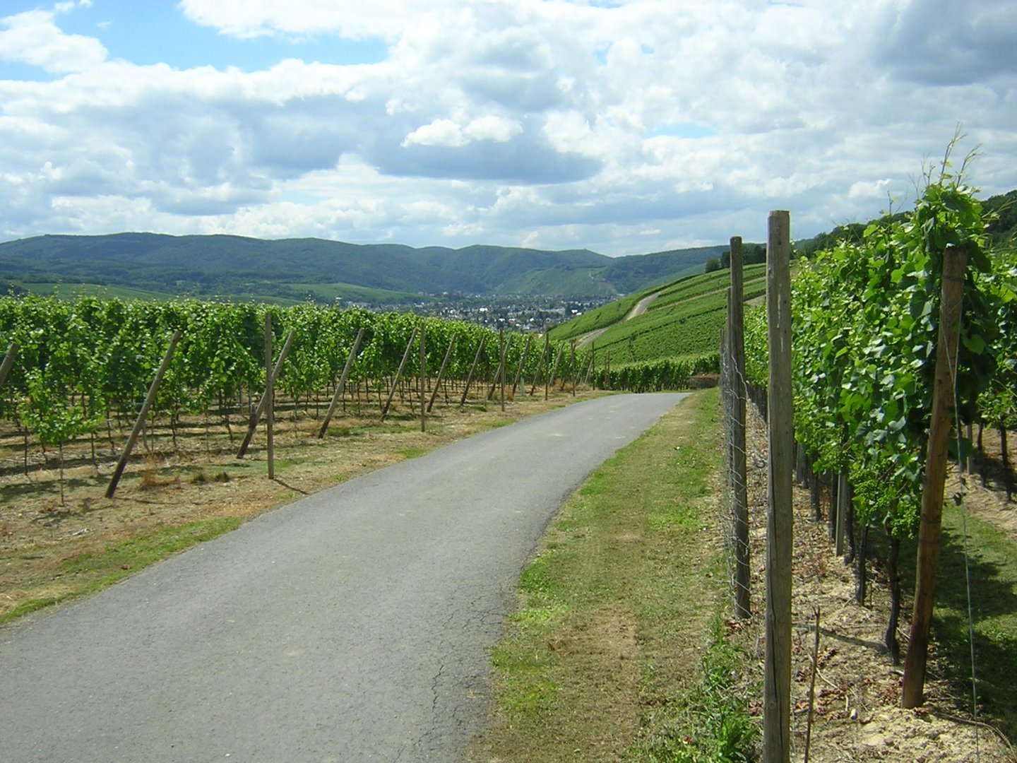 Weinberge