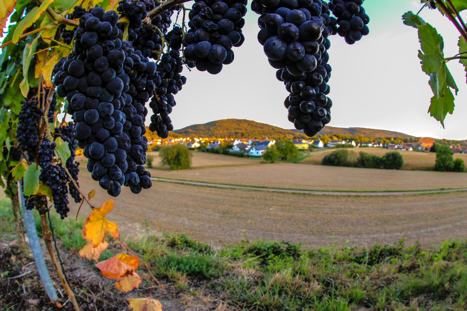 Weinberge