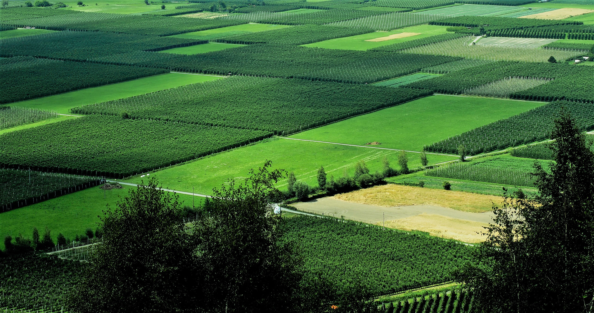 Weinberge