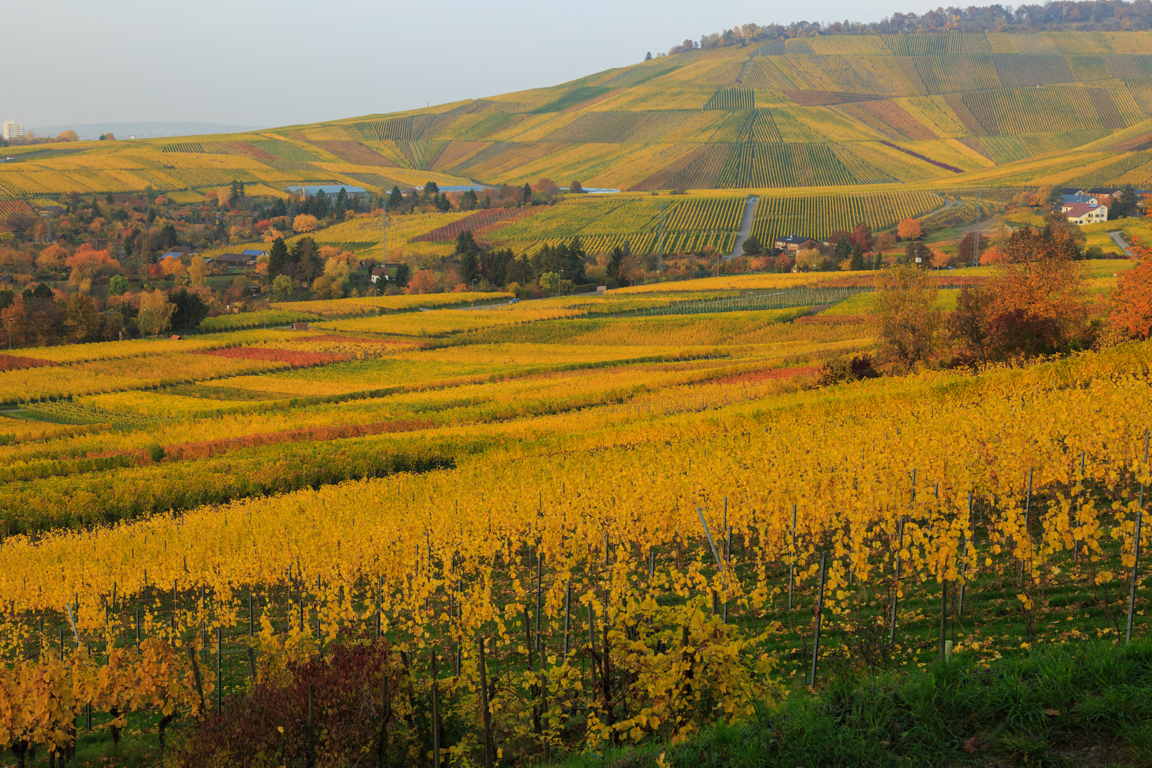 Weinberge