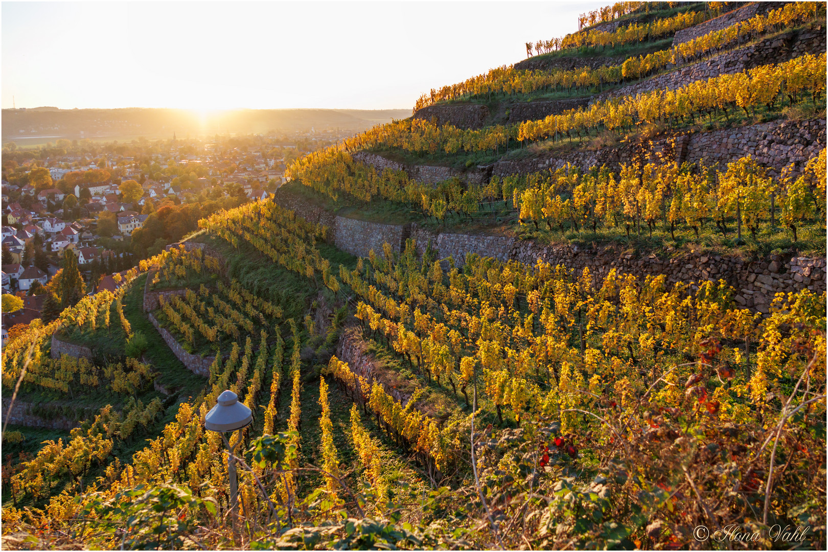Weinberge Foto & Bild goldene weinberge, radebeul, weinberge Bilder