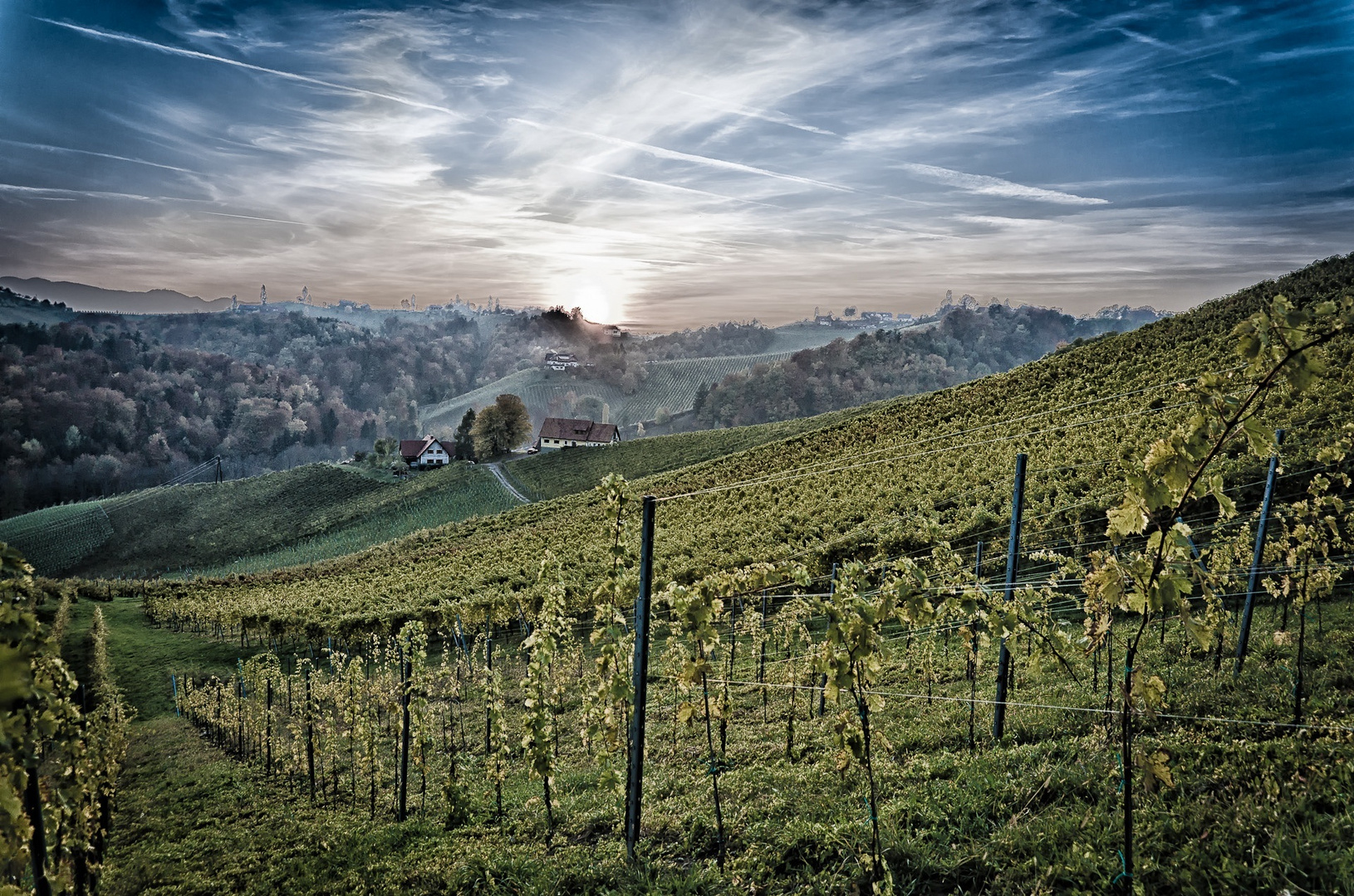 Weinberge