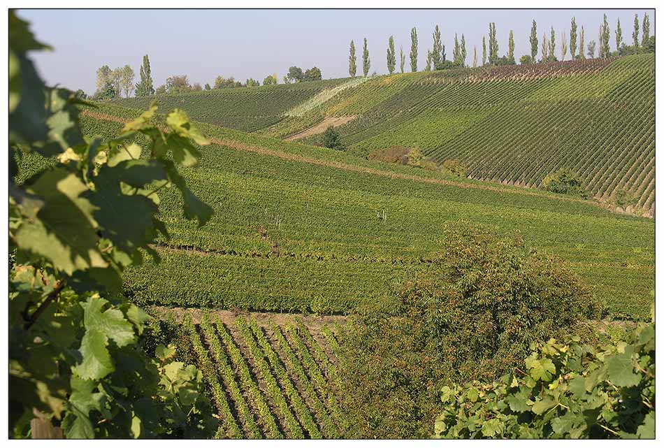 Weinberge